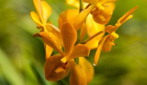 Preview wallpaper flower, yellow, wet, inflorescence, macro