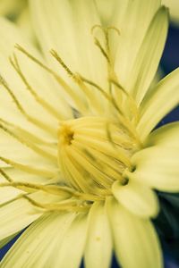 Preview wallpaper flower, yellow, white, stamens, color