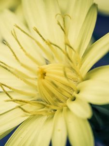 Preview wallpaper flower, yellow, white, stamens, color