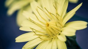 Preview wallpaper flower, yellow, white, stamens, color