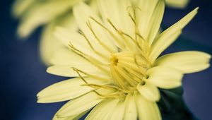 Preview wallpaper flower, yellow, white, stamens, color