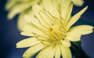 Preview wallpaper flower, yellow, white, stamens, color