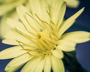 Preview wallpaper flower, yellow, white, stamens, color