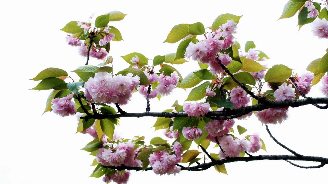 Wallpaper flowering, branch, leaves, spring