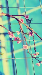 Preview wallpaper flowering, branch, mesh, spring, sunny