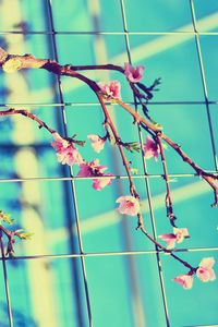 Preview wallpaper flowering, branch, mesh, spring, sunny