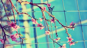 Preview wallpaper flowering, branch, mesh, spring, sunny