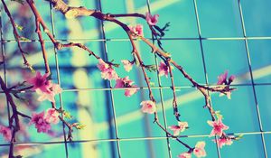 Preview wallpaper flowering, branch, mesh, spring, sunny