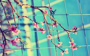 Preview wallpaper flowering, branch, mesh, spring, sunny