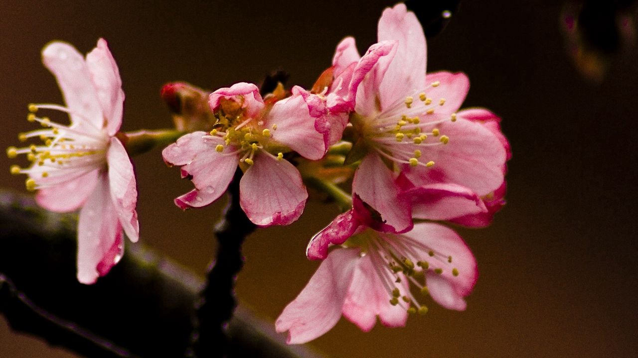 Wallpaper flowering, branch, petals, close-up