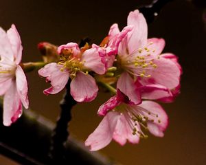 Preview wallpaper flowering, branch, petals, close-up