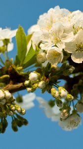 Preview wallpaper flowering, branch, sky, spring, leaves