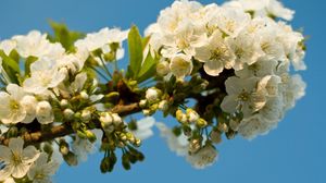 Preview wallpaper flowering, branch, sky, spring, leaves