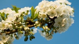 Preview wallpaper flowering, branch, sky, spring, leaves