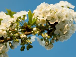 Preview wallpaper flowering, branch, sky, spring, leaves