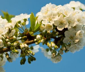 Preview wallpaper flowering, branch, sky, spring, leaves