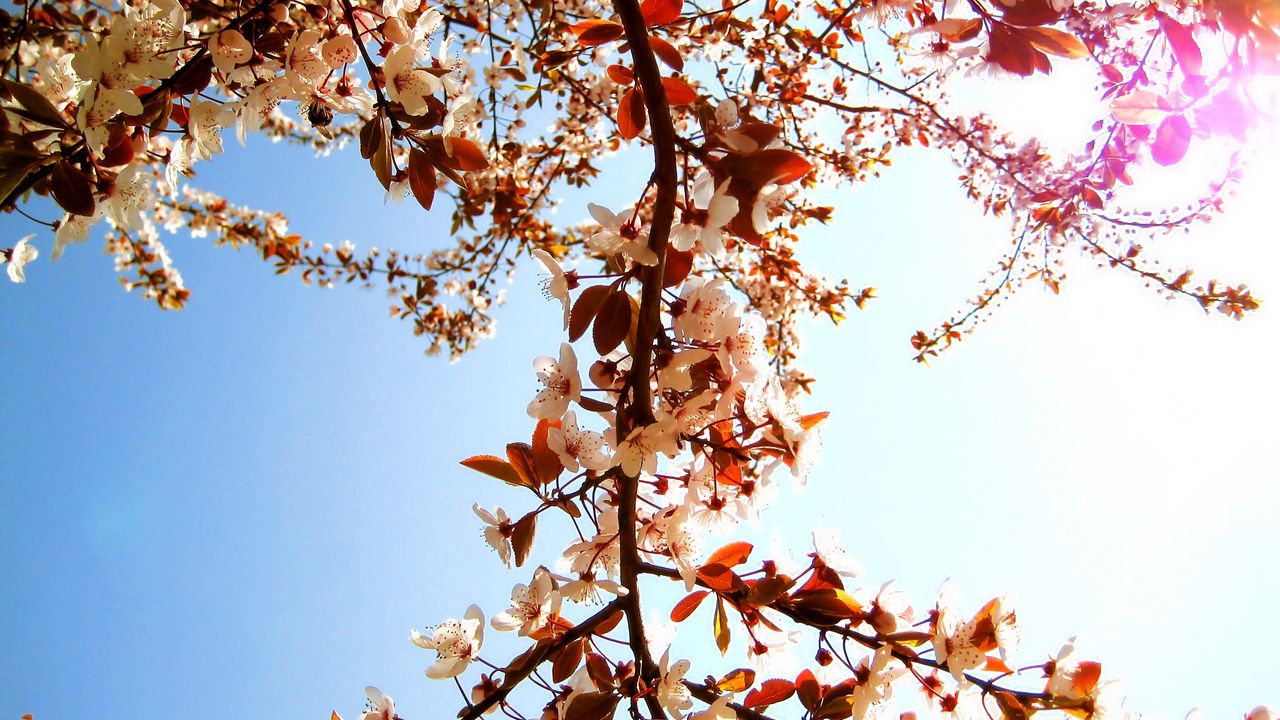 Wallpaper flowering, branch, sky, sun, spring, mood