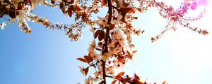 Preview wallpaper flowering, branch, sky, sun, spring, mood