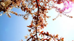Preview wallpaper flowering, branch, sky, sun, spring, mood