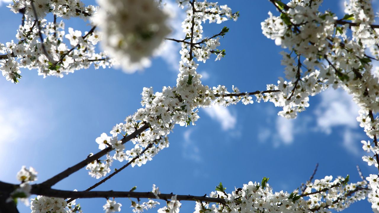 Wallpaper flowering, branch, sky, spring hd, picture, image
