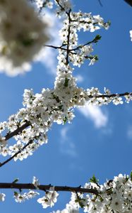 Preview wallpaper flowering, branch, sky, spring