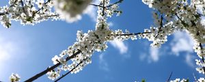 Preview wallpaper flowering, branch, sky, spring