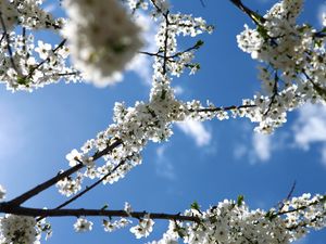 Preview wallpaper flowering, branch, sky, spring