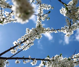 Preview wallpaper flowering, branch, sky, spring