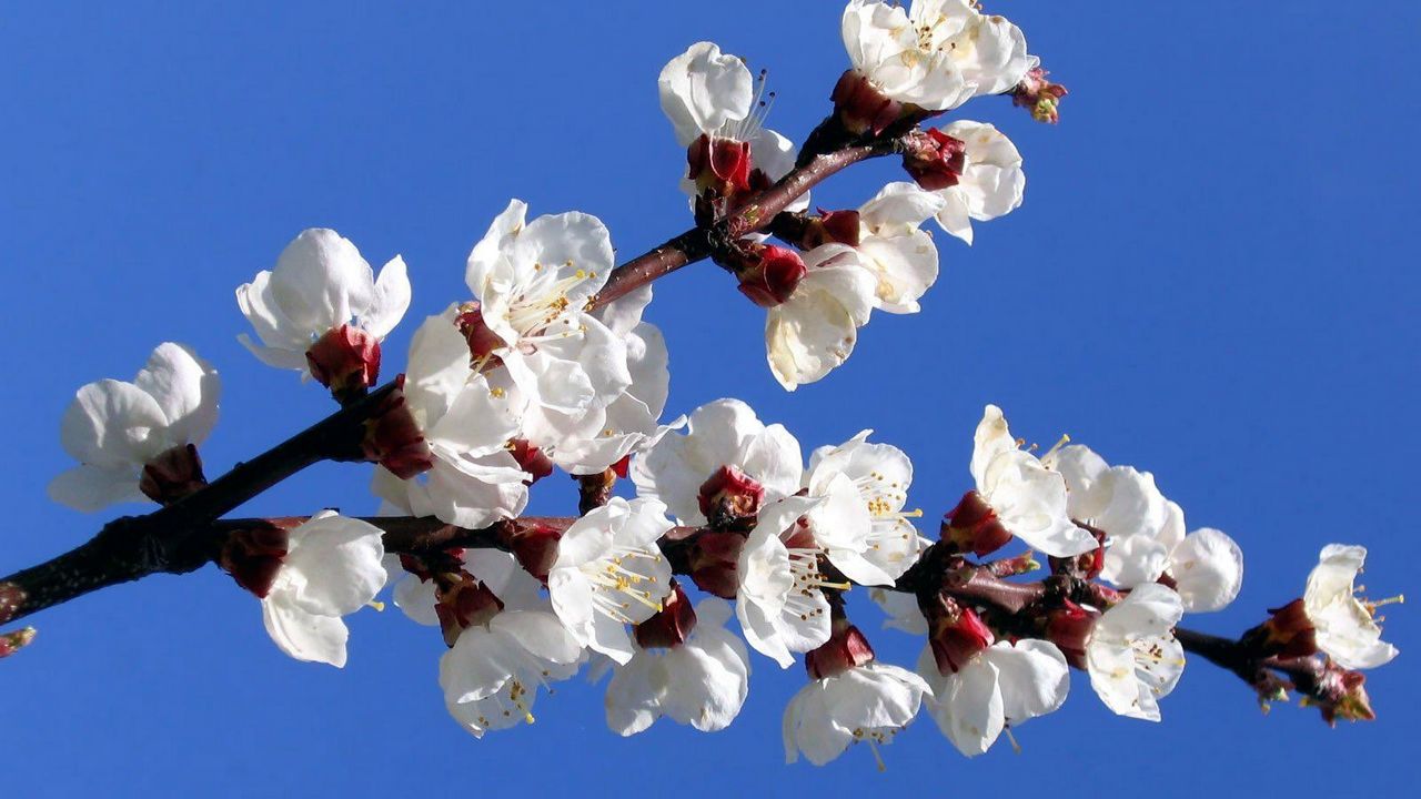 Wallpaper flowering, branch, sky, spring, mood