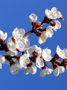 Preview wallpaper flowering, branch, sky, spring, mood