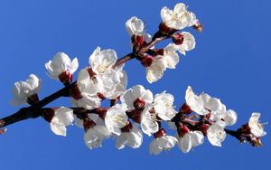 Preview wallpaper flowering, branch, sky, spring, mood