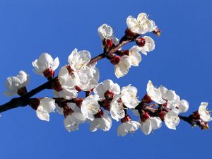 Preview wallpaper flowering, branch, sky, spring, mood