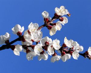 Preview wallpaper flowering, branch, sky, spring, mood