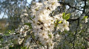 Preview wallpaper flowering, branch, spring, leaves, sunny, mood