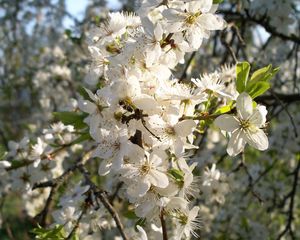 Preview wallpaper flowering, branch, spring, leaves, sunny, mood