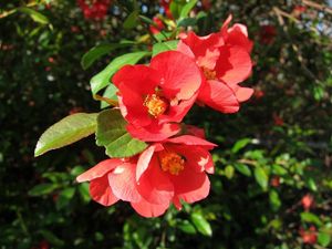 Preview wallpaper flowering, branch, spring, leaves, sharpness