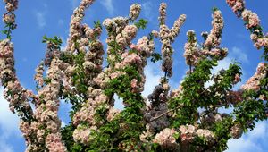 Preview wallpaper flowering, branches, sky, spring, mood