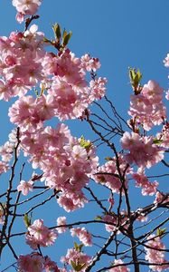 Preview wallpaper flowering, branches, sky, spring, leaves