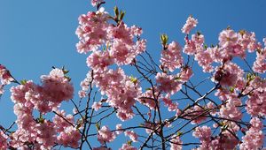 Preview wallpaper flowering, branches, sky, spring, leaves