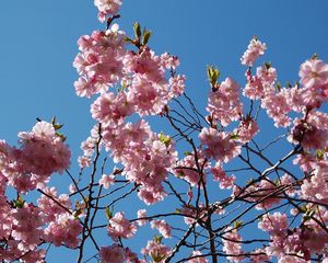 Preview wallpaper flowering, branches, sky, spring, leaves