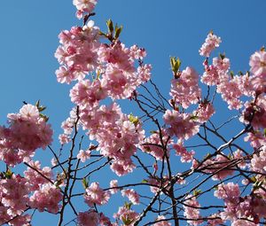 Preview wallpaper flowering, branches, sky, spring, leaves