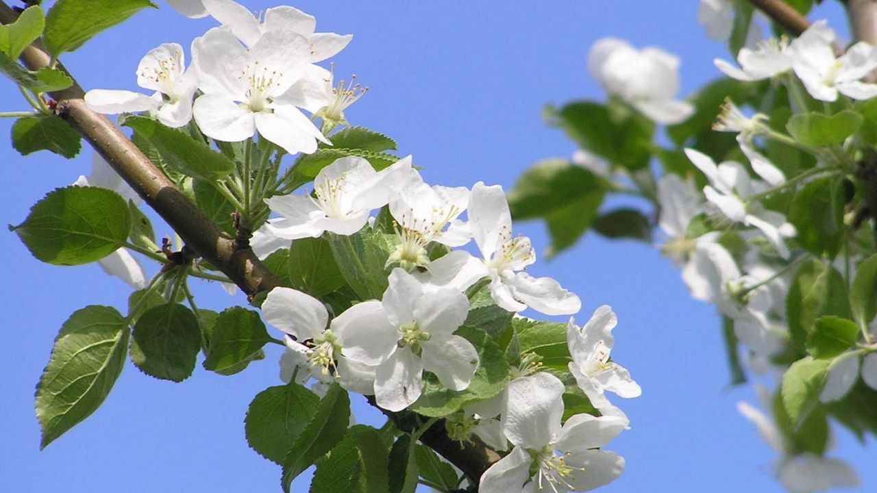 Wallpaper flowering, branches, sky, spring, apple