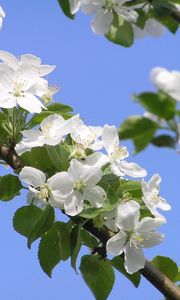 Preview wallpaper flowering, branches, sky, spring, apple