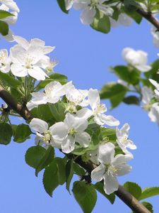 Preview wallpaper flowering, branches, sky, spring, apple