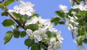 Preview wallpaper flowering, branches, sky, spring, apple