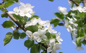 Preview wallpaper flowering, branches, sky, spring, apple