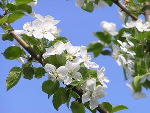 Preview wallpaper flowering, branches, sky, spring, apple
