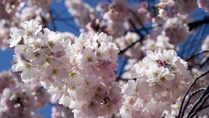 Preview wallpaper flowering, branches, sky, spring, close-up