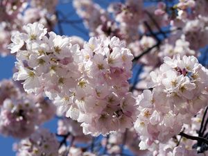 Preview wallpaper flowering, branches, sky, spring, close-up