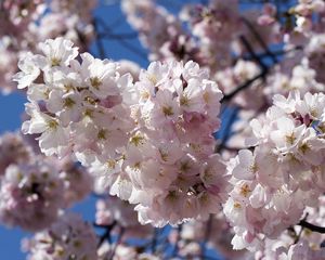 Preview wallpaper flowering, branches, sky, spring, close-up